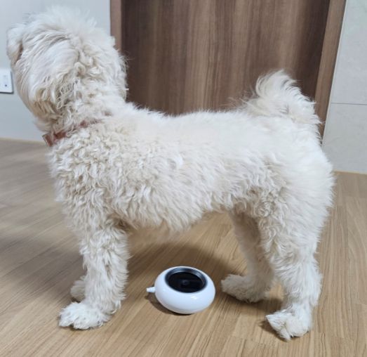 복부 정맥 촬영