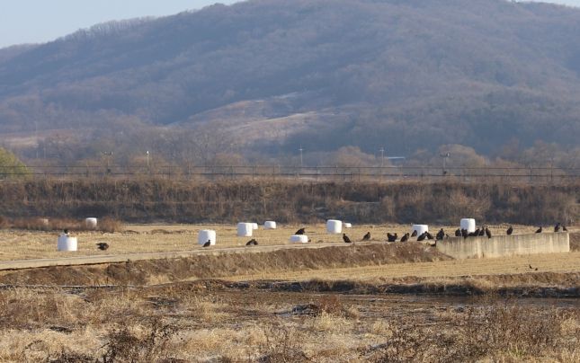 경기도북부야생동물구조관리센터, 올해 5월 구조된 천연기념물 독수리...치료와 재활 후 독수리 식당 개장과 함께 자연 복귀를 위한 첫걸음 시작