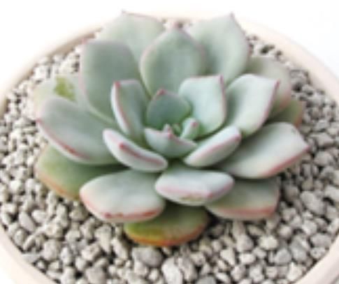 프로스트
