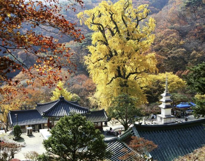 용문사 천년은행나무